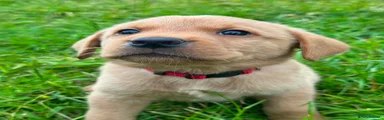 Labrador Retriever 1