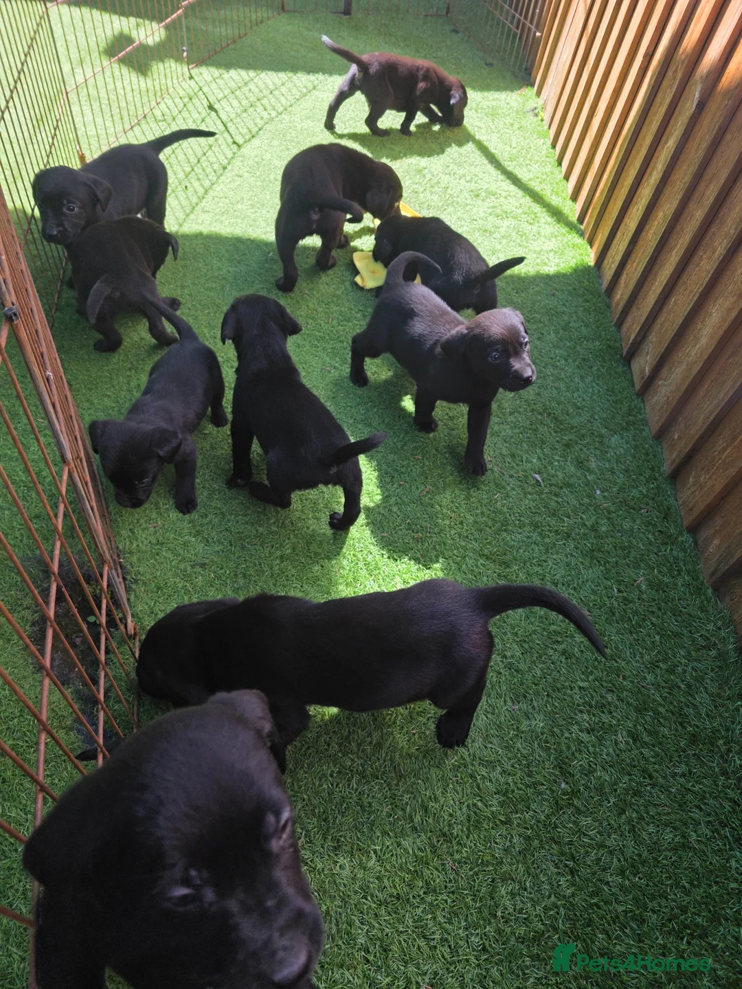 Labrador Retriever dogs for sale: Black labrador puppies  - Advert 15