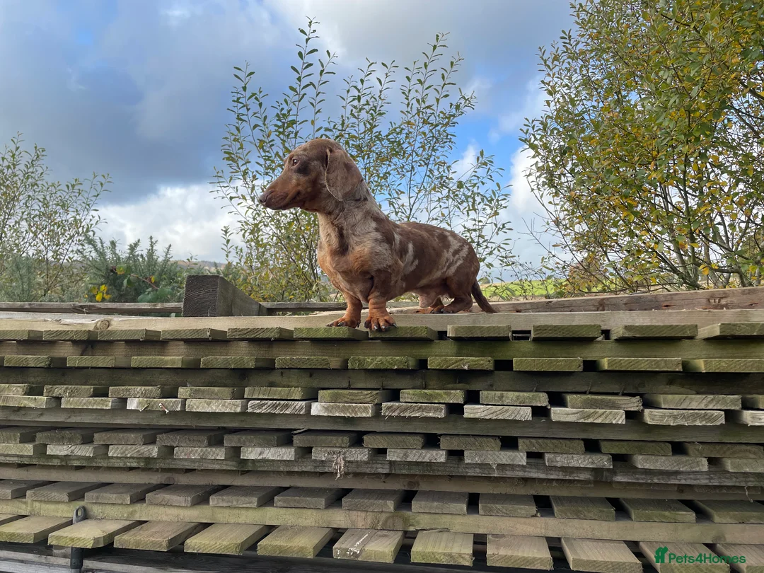 Miniature Dachshund dogs for stud: Miniature chocolate harlequin dachshund  - Advert 2