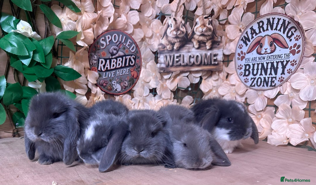French Lop rabbits for sale: French lop babies - Image 2