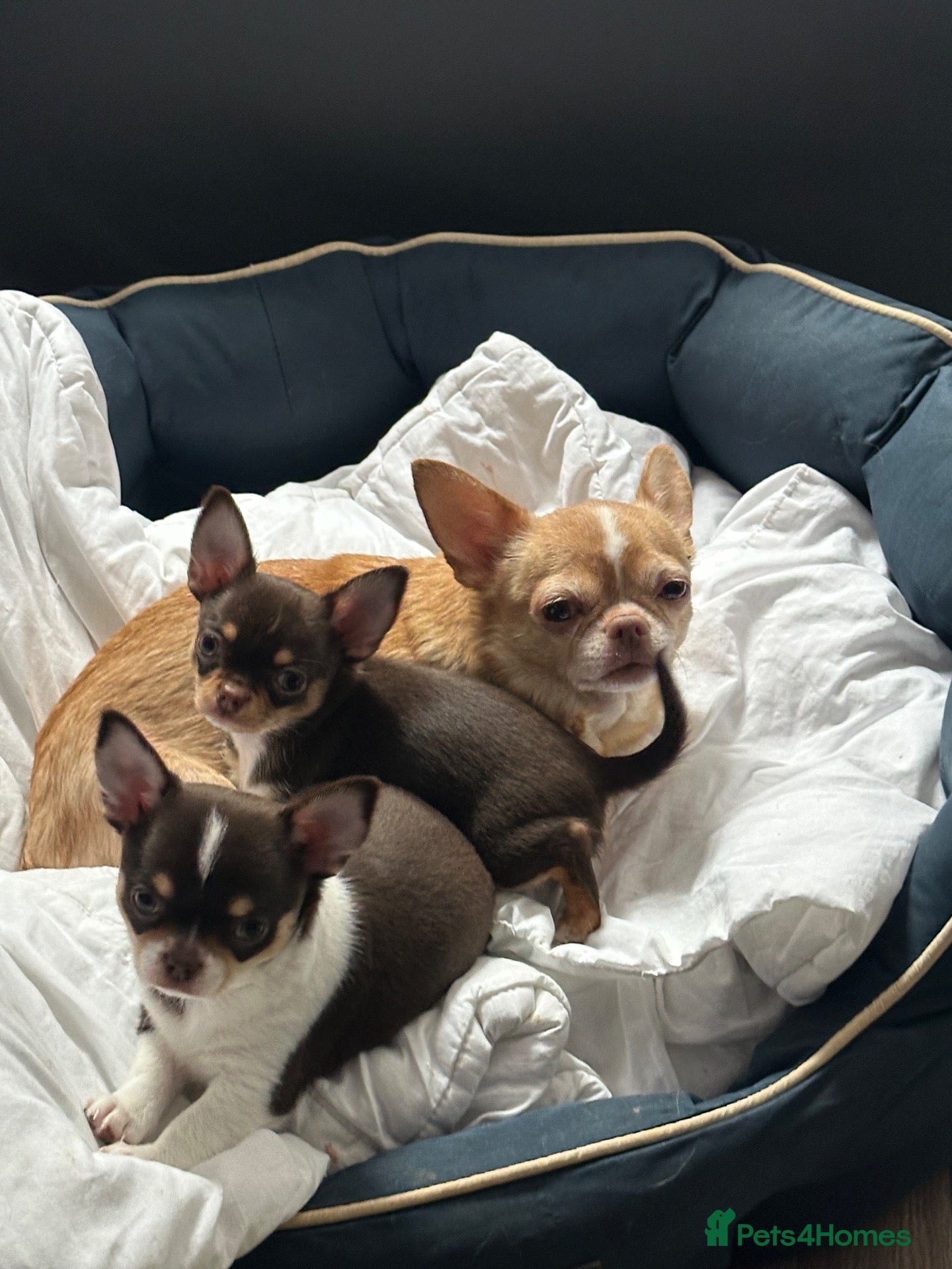 Chihuahua dogs Chihuahua puppies  - Advert 2