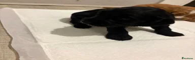 Sproodle Puppy 2