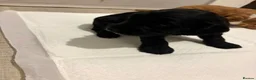 Sproodle dogs for sale: Sproodle puppies - Advert 4