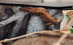 Gecko reptiles for sale: Crested Gecko and Tank  - Image 3