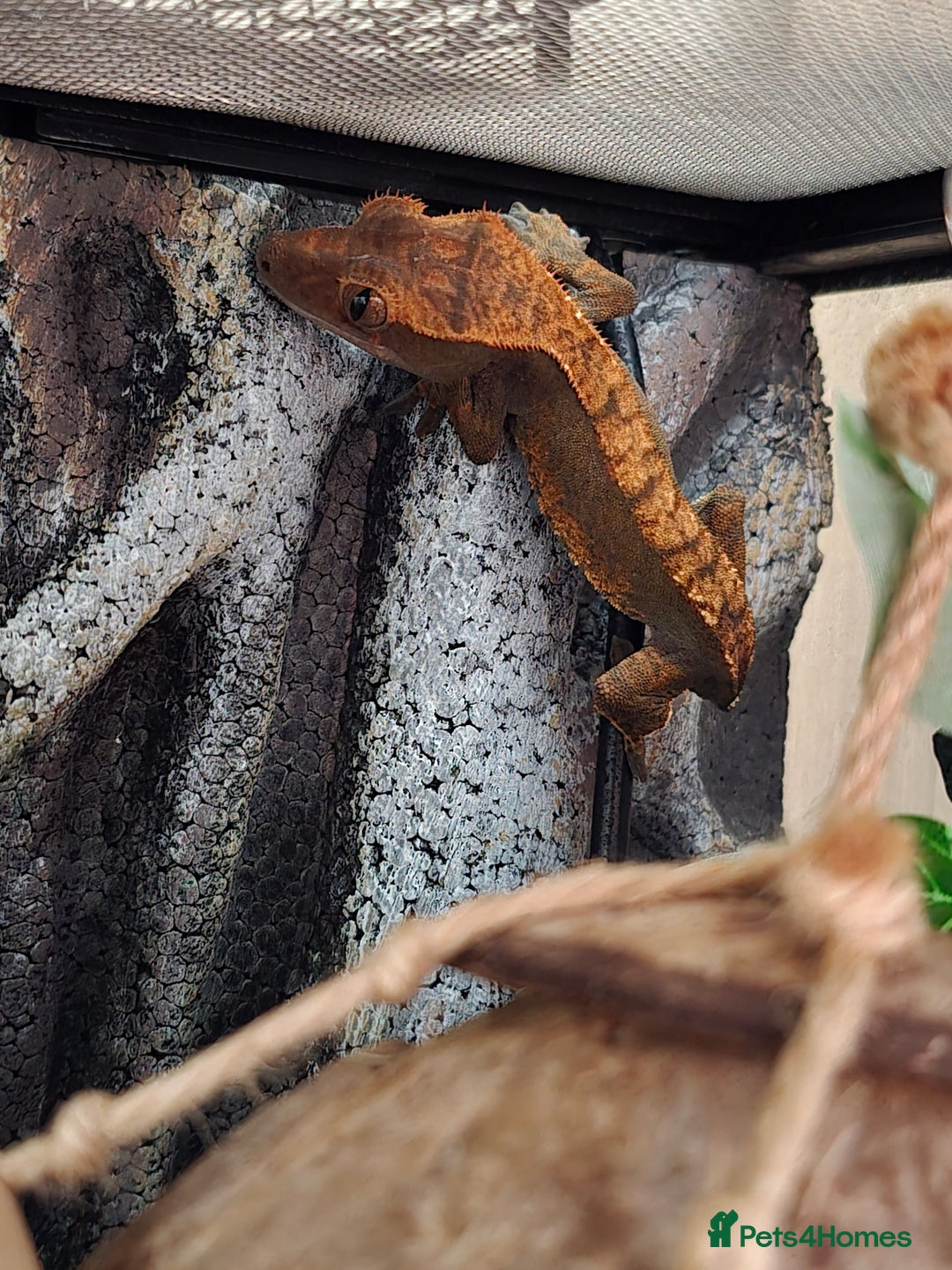 Gecko reptiles for sale: Crested Gecko and Tank  - Image 3