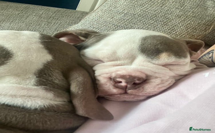 Olde English Bulldogge dogs - Advert 2