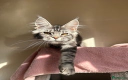 Maine Coon cats for sale: Pedigree GCCF Russian Import line Maine Coons - Image 20