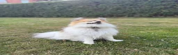 Pomeranian dogs for stud: Rare Parti Pomeranian stud available immediately  - Advert 4