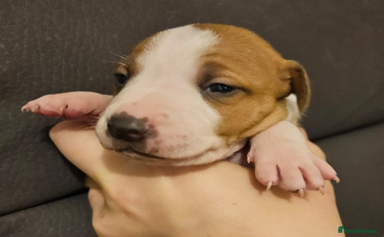 Mixed Breed dogs Italian Greyhound x Bull Greyhound Puppies - Advert 11