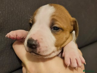 Mixed Breed dogs Italian Greyhound x Bull Greyhound Puppies - Advert 10