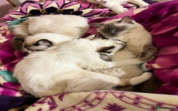 Ragdoll cats for sale:  Rehoming Ragdoll Cats. Indoor Homes Onlyz  - Image 7