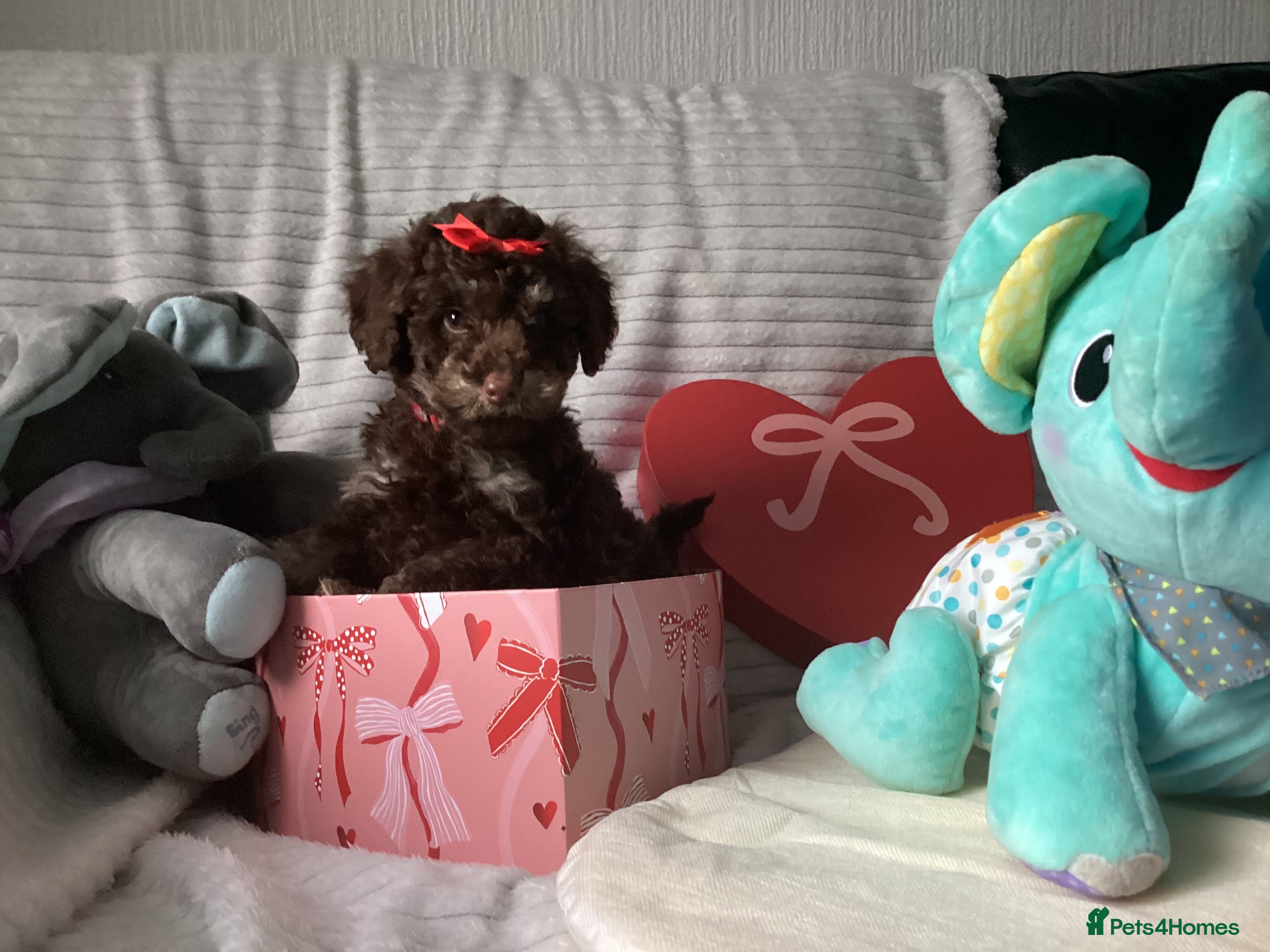Doxiepoo dogs Beautiful toy poodle phantom rare colour 3/4 pups - Advert 2