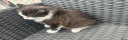 Maine Coon cats for sale: Kittens in Leicester - Advert 18