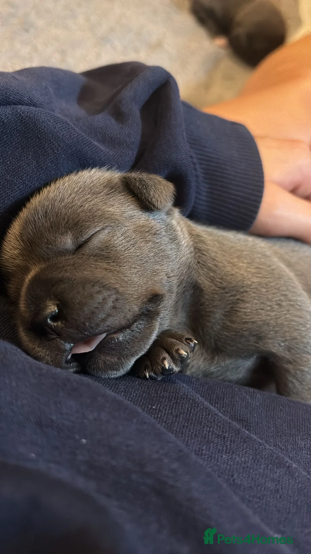 Staffordshire Bull Terrier dogs for sale: Blue or black beautifu Staffordshire ball terrier - Advert 2