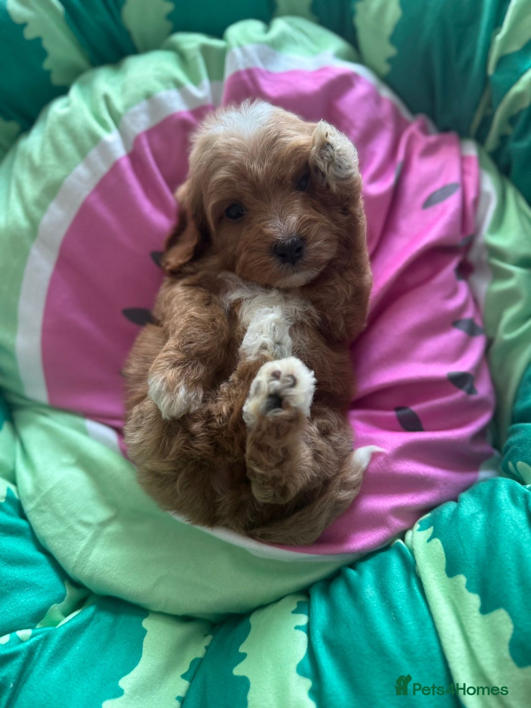 Cavapoo dogs for sale: Beautiful cavapoo puppies ❤️💙 - Image 7