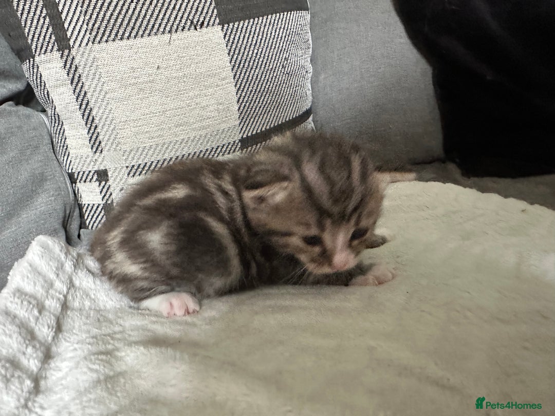Mixed Breed cats for sale: Beautiful kittens  - Image 18