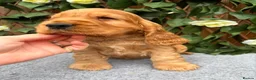 Cocker Spaniel dogs for sale: show quality gold boy ready now! - Advert 12