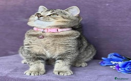 British Shorthair cats for sale: Lovely BSH kittens - ready for their forever homes - Image 18