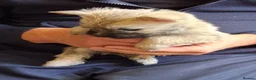 Cairn Terrier dogs for sale: 7 Adorable Cairn Terrier Pups - Advert 11