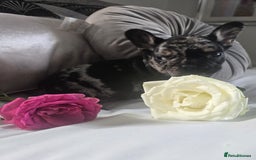 French Bulldog dogs for sale: French bulldog puppies  - Image 5