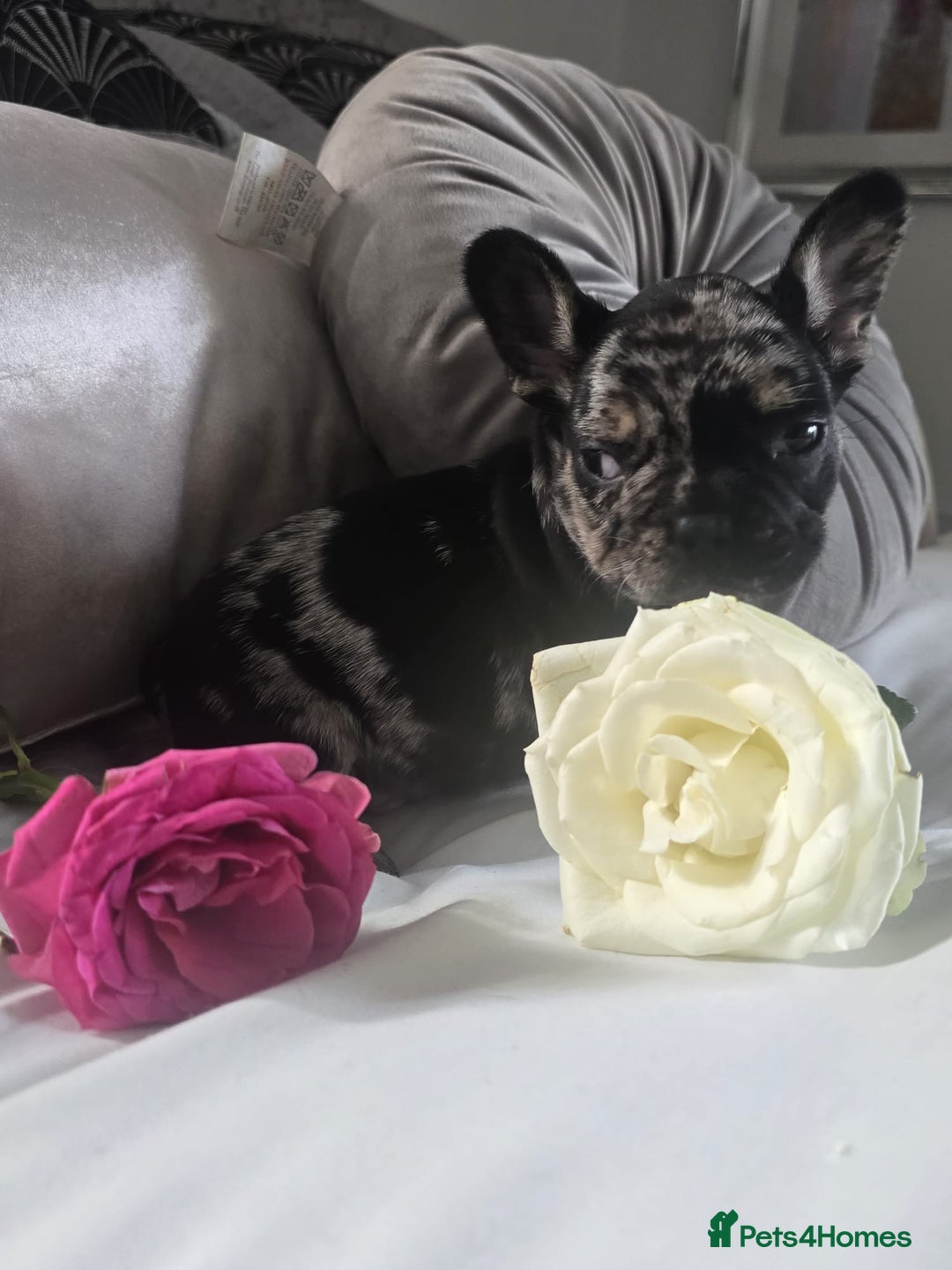 French Bulldog dogs for sale: French bulldog puppies  - Image 5