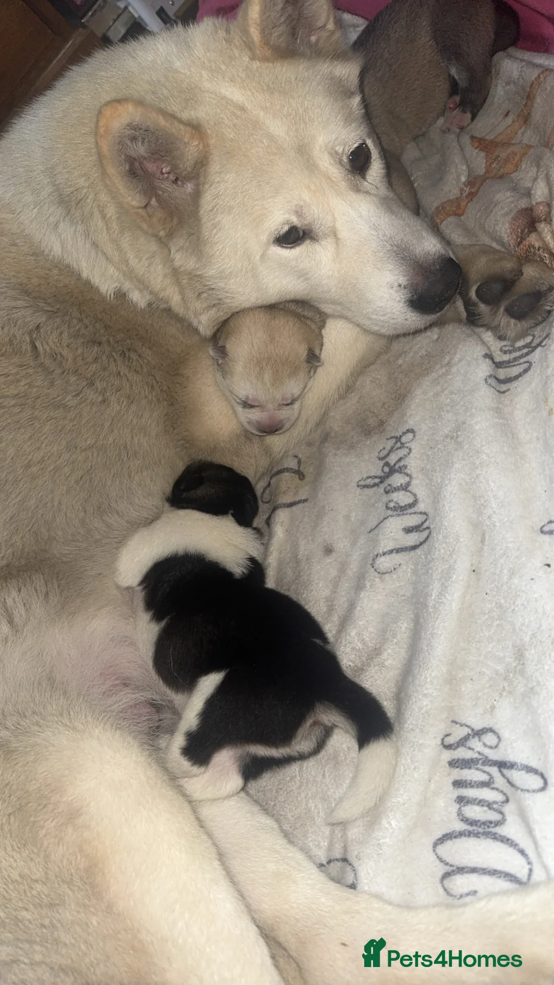 Siberian Husky dogs for sale: Siberian husky puppies  in Dudley - Advert 13