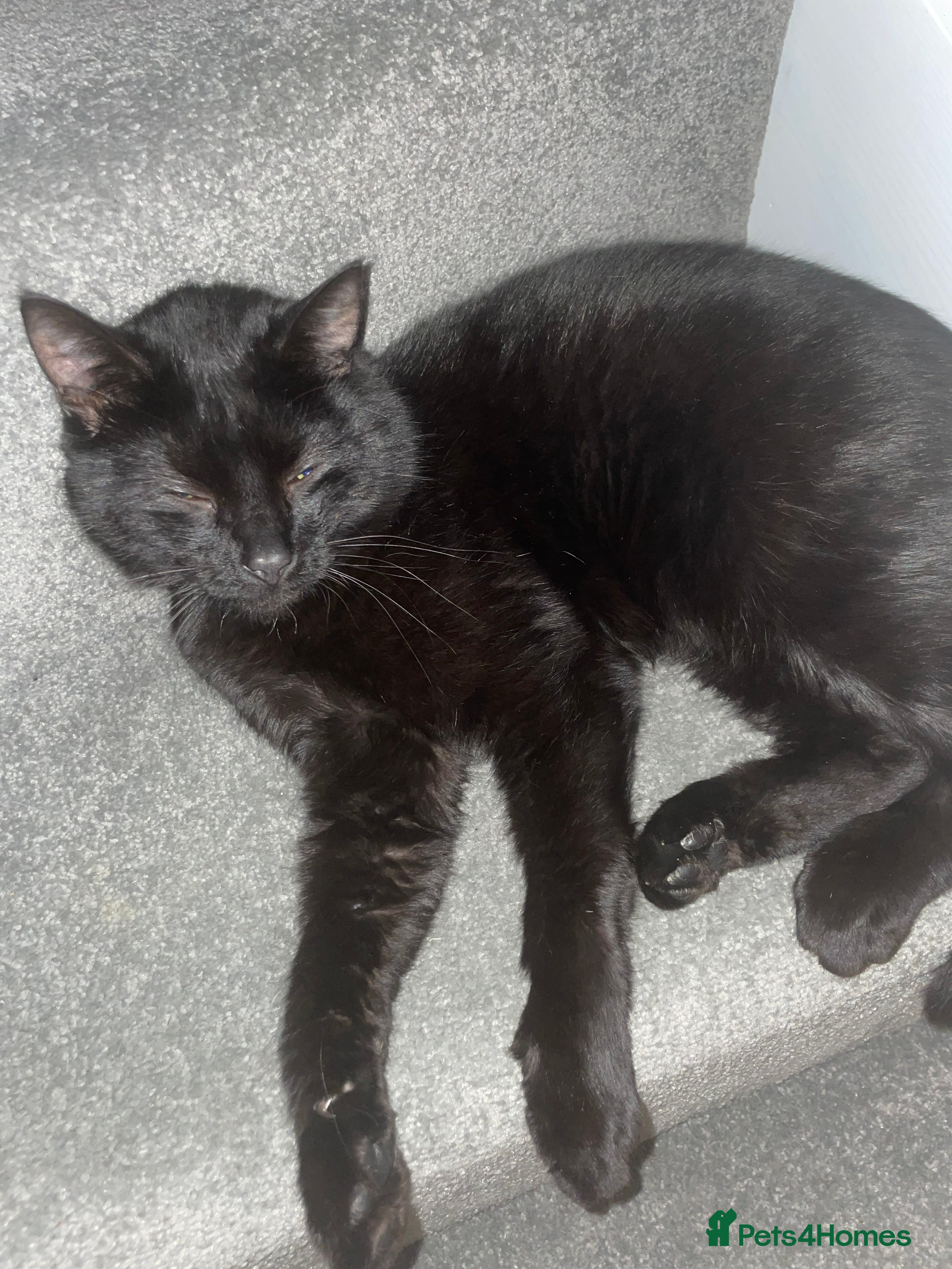 American Shorthair cats Two cats available  - Advert 1