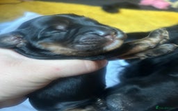 Cocker Spaniel dogs for sale: Cocker spaniel puppies - Image 5