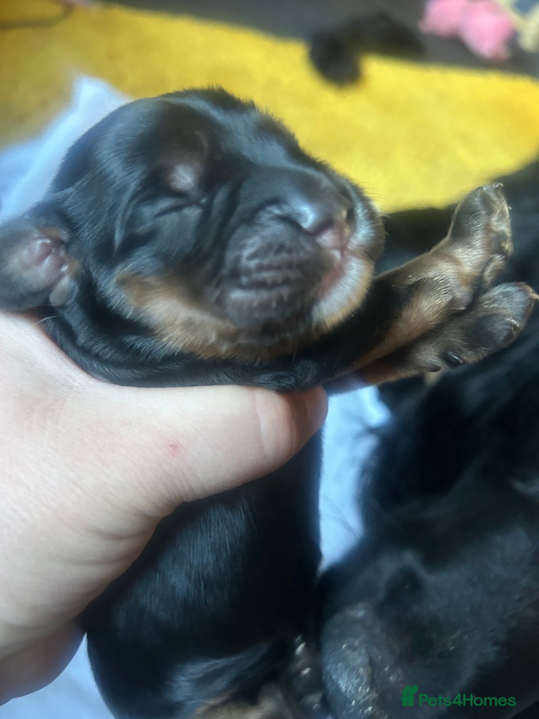 Cocker Spaniel dogs for sale: Cocker spaniel puppies - Image 5