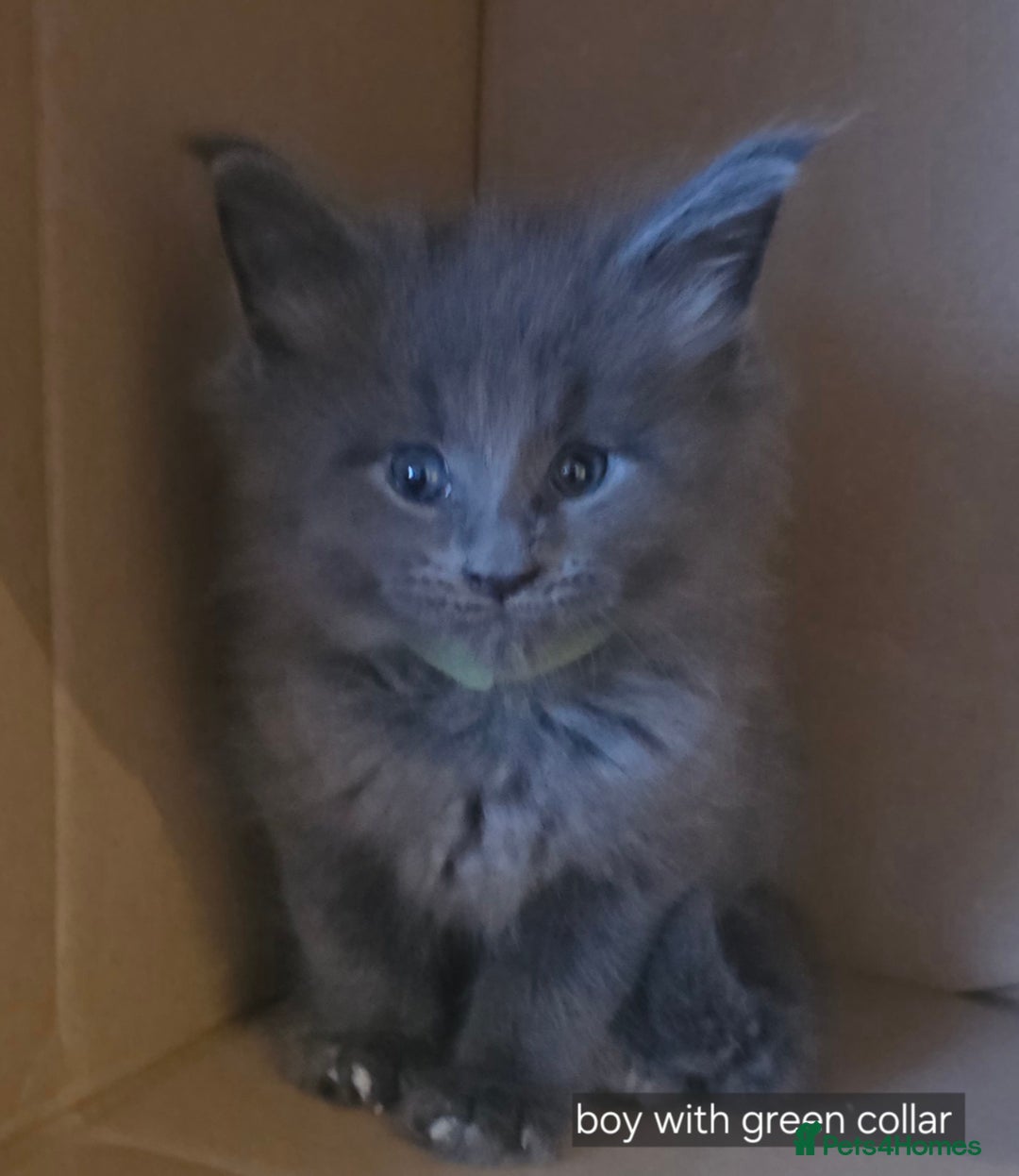 Maine Coon cats for sale: Maine coon pedigree kittens  - Advert 2