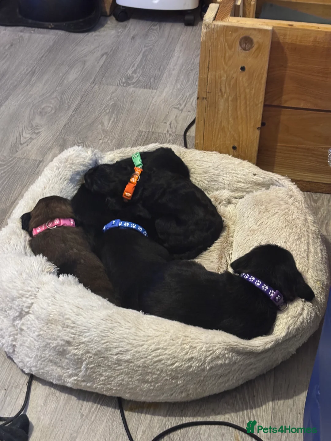 Mixed Breed dogs for sale: One girl puppie - Advert 7