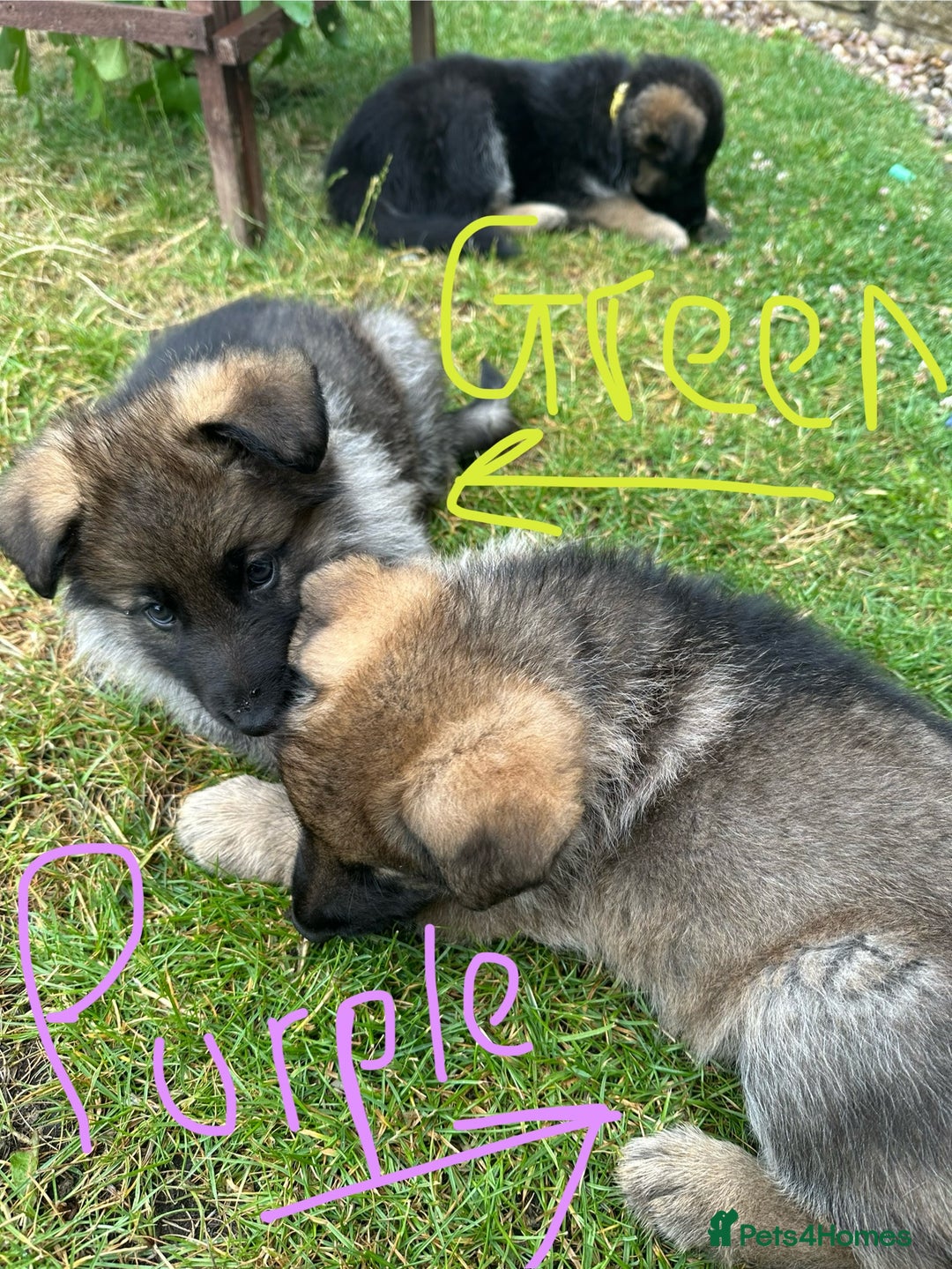 German Shepherd dogs for sale: 6 Beautiful, Healthy German Shepherd puppies in Mansfield - Image 8