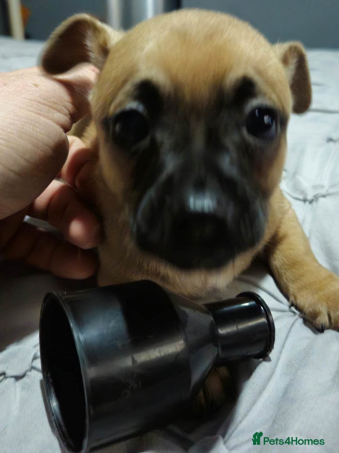 Chug dogs for sale: Beautiful chugs for sale  - Advert 8