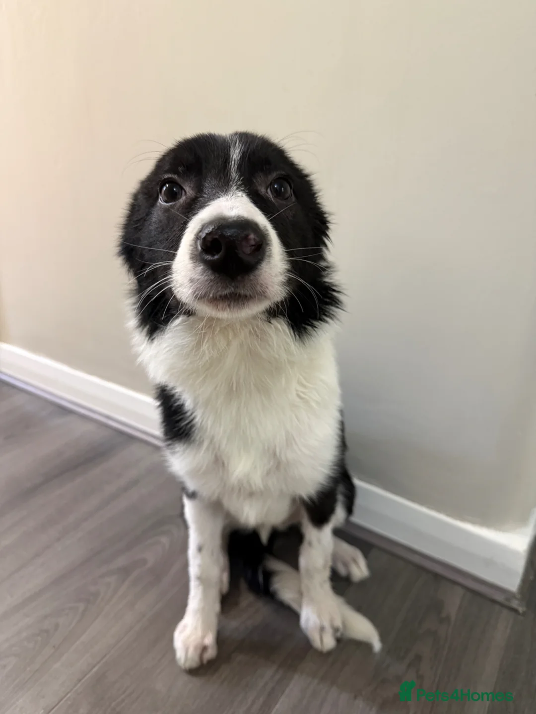 Border Collie dogs for sale: Male border collie  in Edinburgh - Advert 2