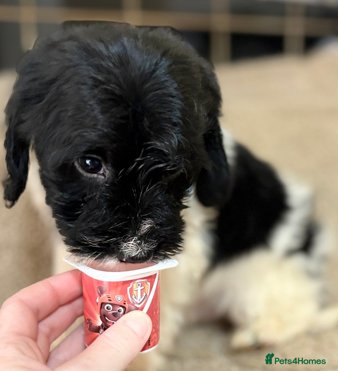 Cockapoo dogs for sale: 🍭stunning F1 cockerpoos🍭 in Spennymoor - Image 6