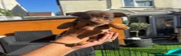 Jack Russell dogs for sale: Miniature Jack Russell puppy’s for sale  - Advert 9