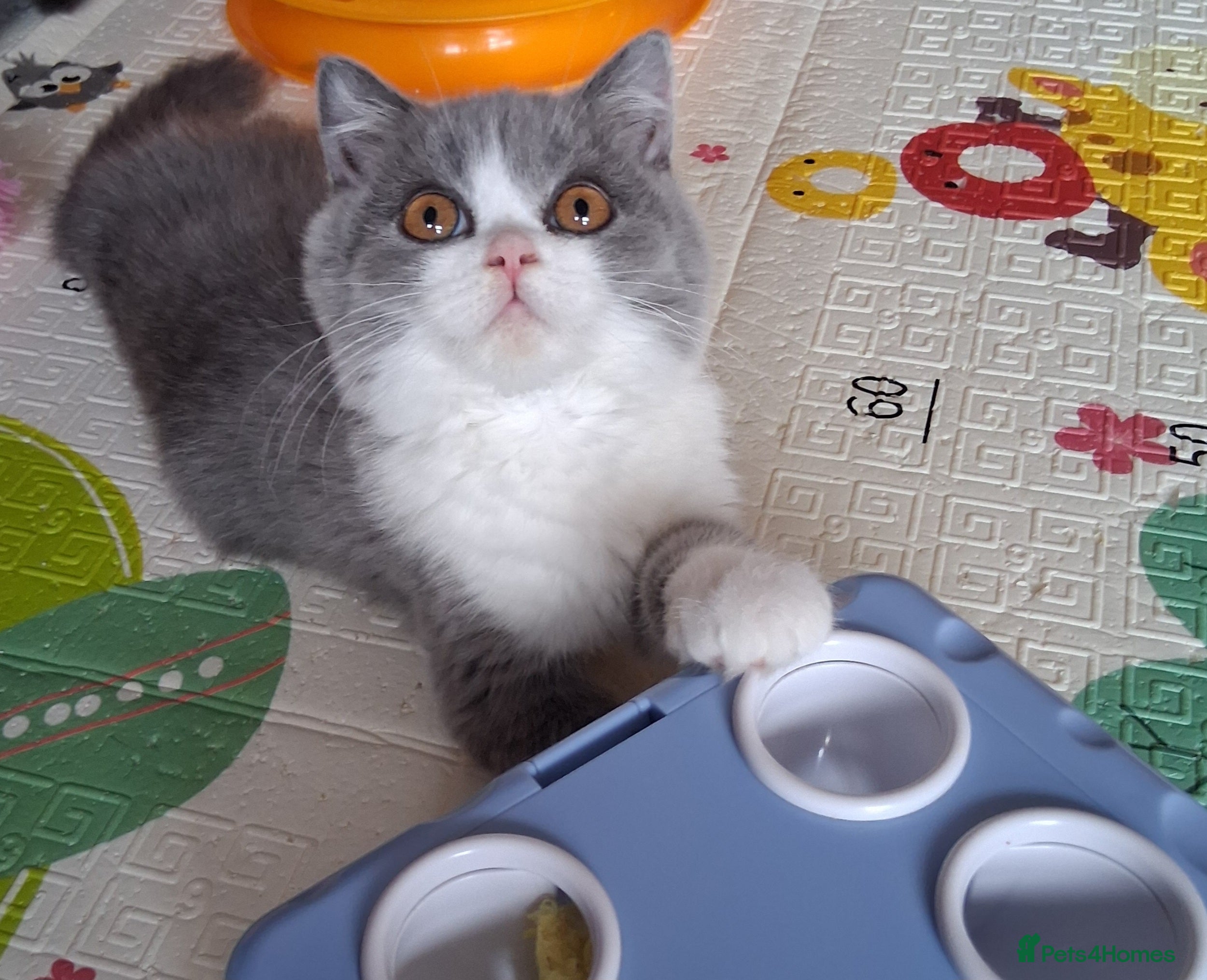 British Shorthair cats for sale:  BRITISH SHORTHAIR in Salford - Advert 7
