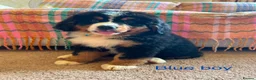 Bernese Mountain Dog dogs for sale: Beautiful Bernese Mountain pups available  in Carmarthen - Advert 2