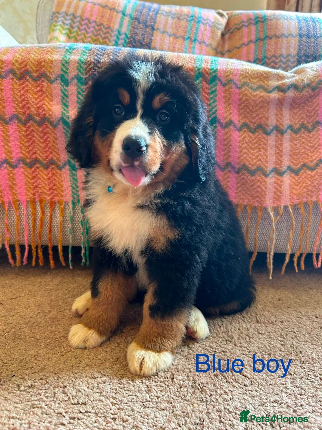 Bernese Mountain Dog dogs for sale: Beautiful Bernese Mountain pups available  in Carmarthen - Advert 2