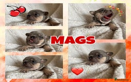French Bulldog dogs for sale: 7 Stunning Babies ❤️💙 - Image 3
