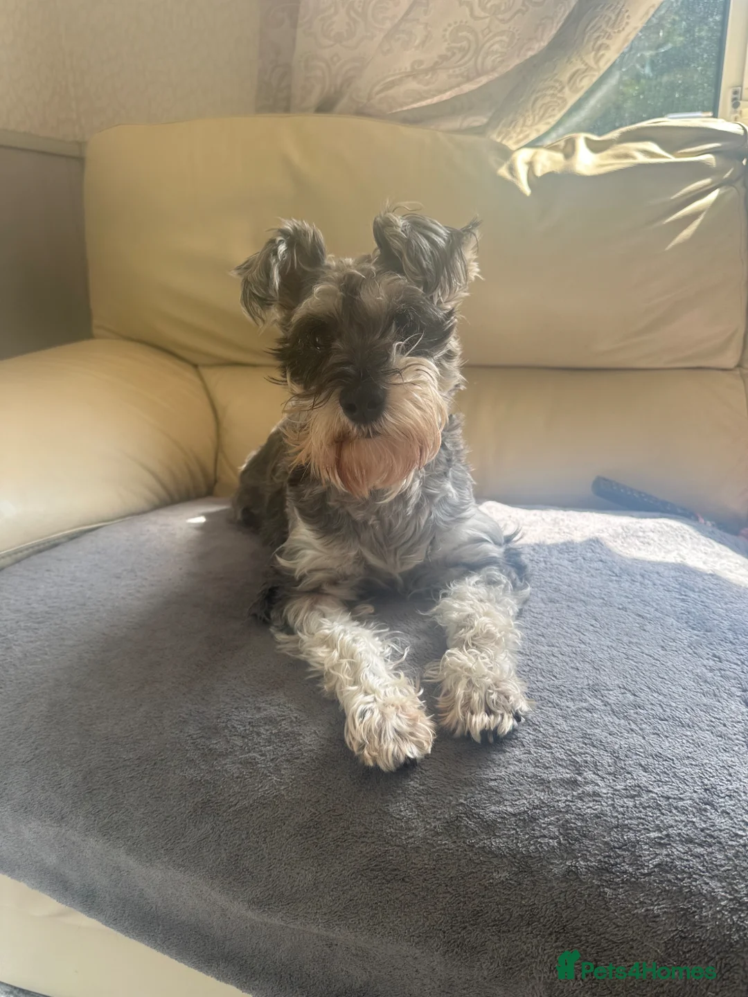 Schnoodle dogs for sale: F1 miniature schnoodles  - Advert 2