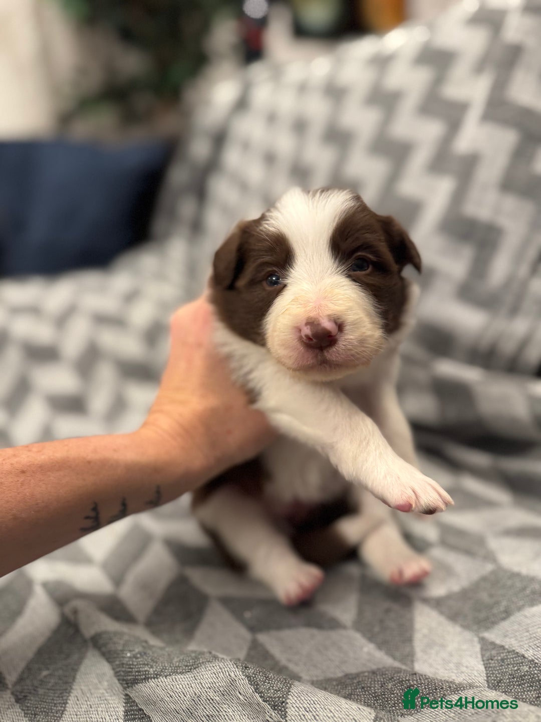 Border Collie dogs for sale: KC Reg (Pending) Border Collie Puppies For Sale - Advert 19
