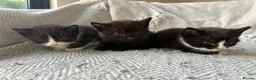 Mixed Breed cats for sale: Beautiful girl kittens  - Advert 4