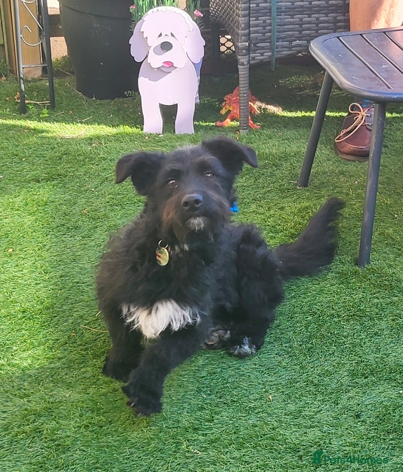 Mixed Breed dogs SPARKY - Advert 1