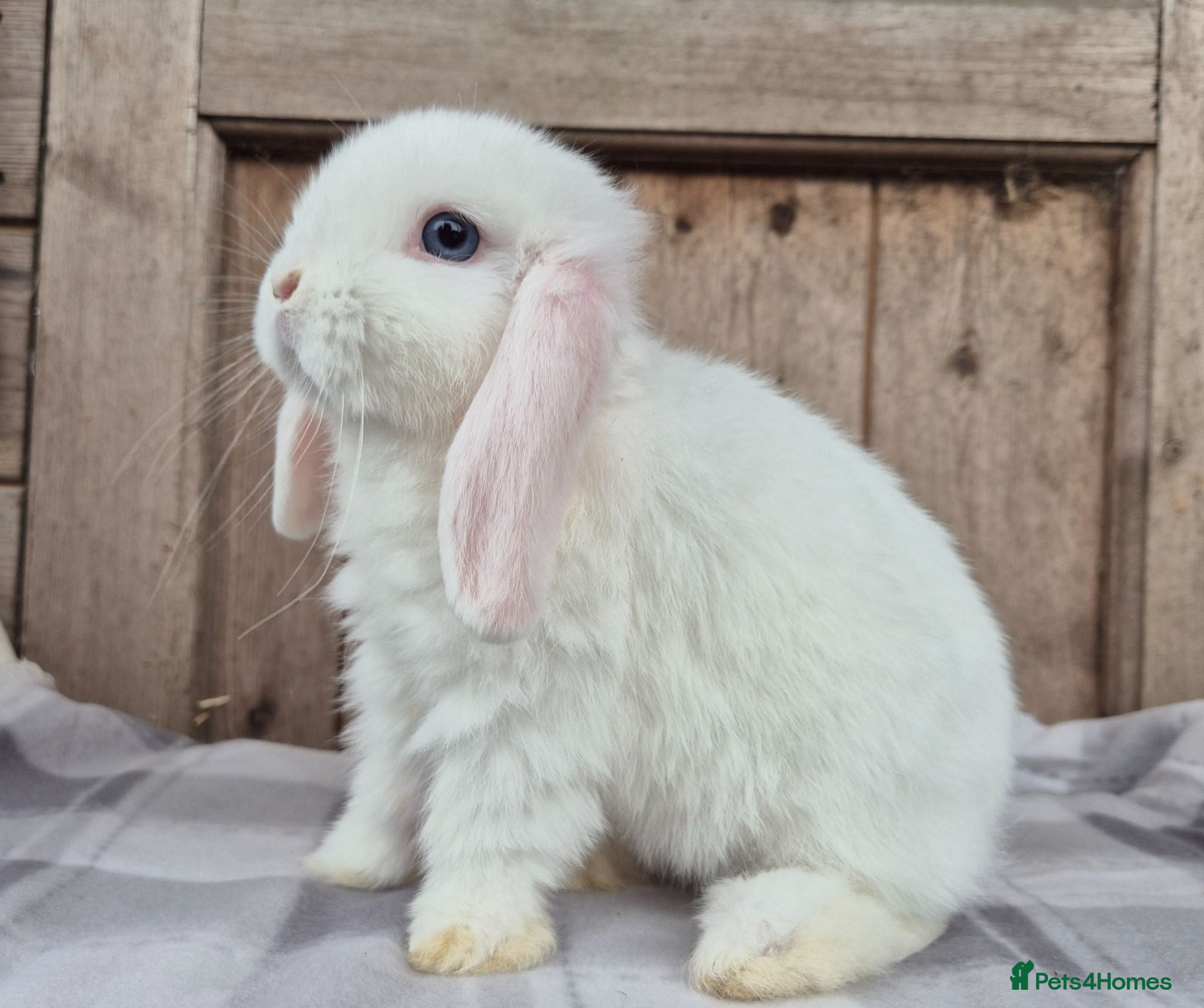 Mini Lop rabbits Baby Mini lop 1 boy left  - Advert 14