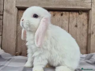 Mini Lop rabbits Baby Mini lop 1 boy left - Advert 1