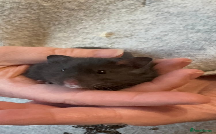 Hamster rodents - Advert 2