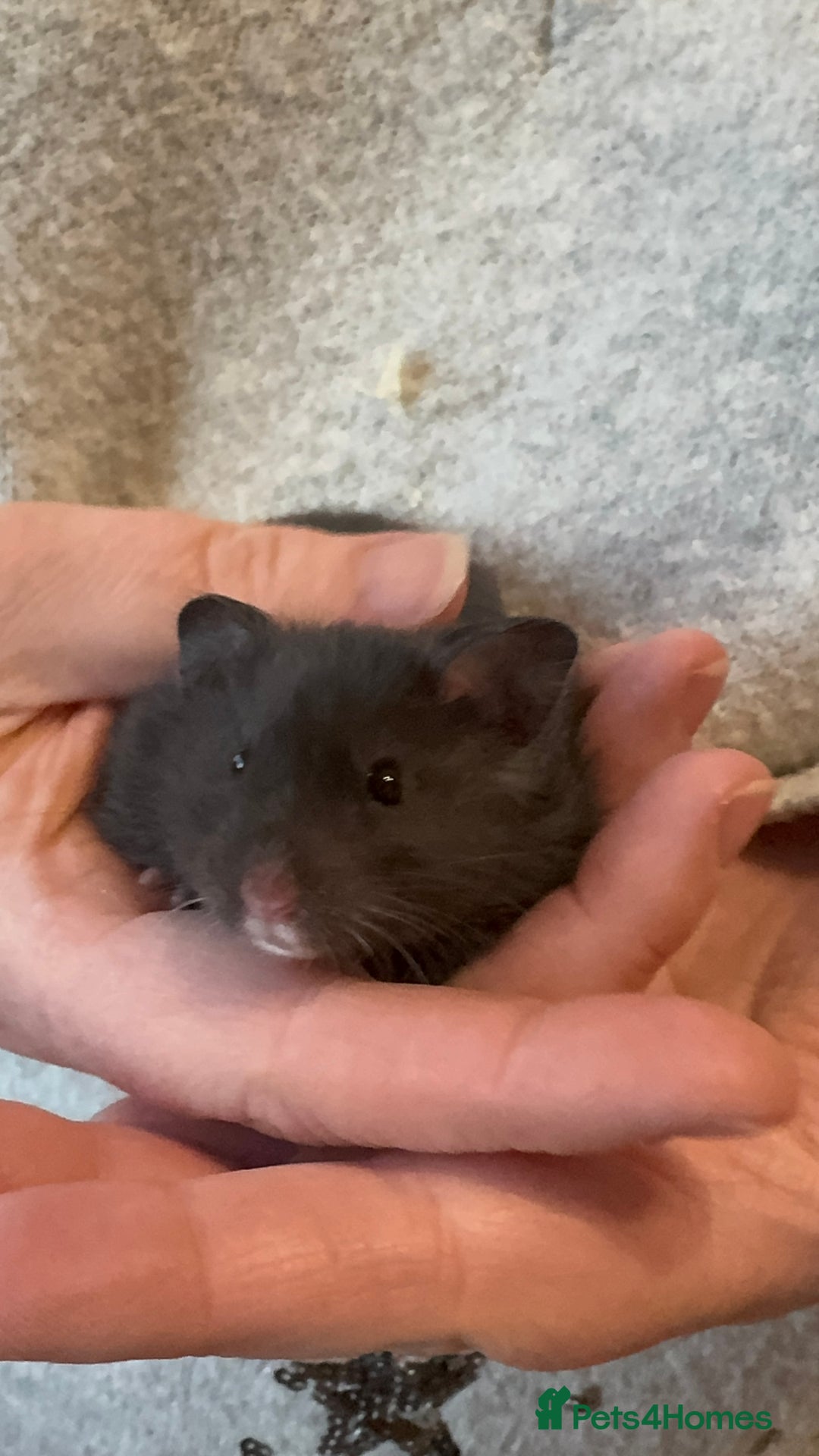 Hamster rodents for sale: Pedigree Syrian hamsters - Image 1