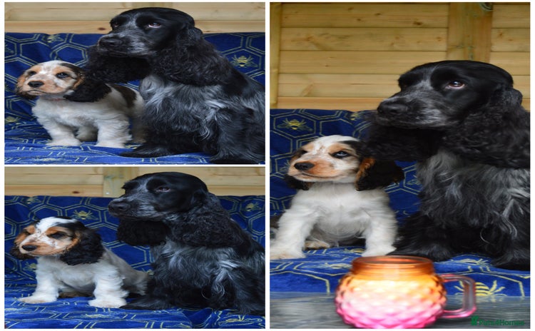 Cocker Spaniel dogs - Advert 8