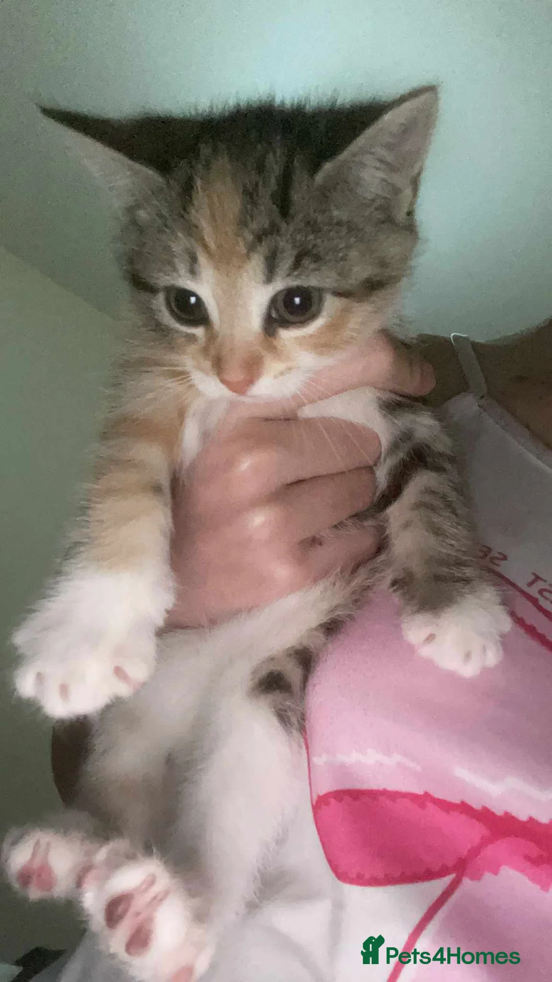 Mixed Breed cats for sale: 3 Kittens looking for there forever home  - Advert 2